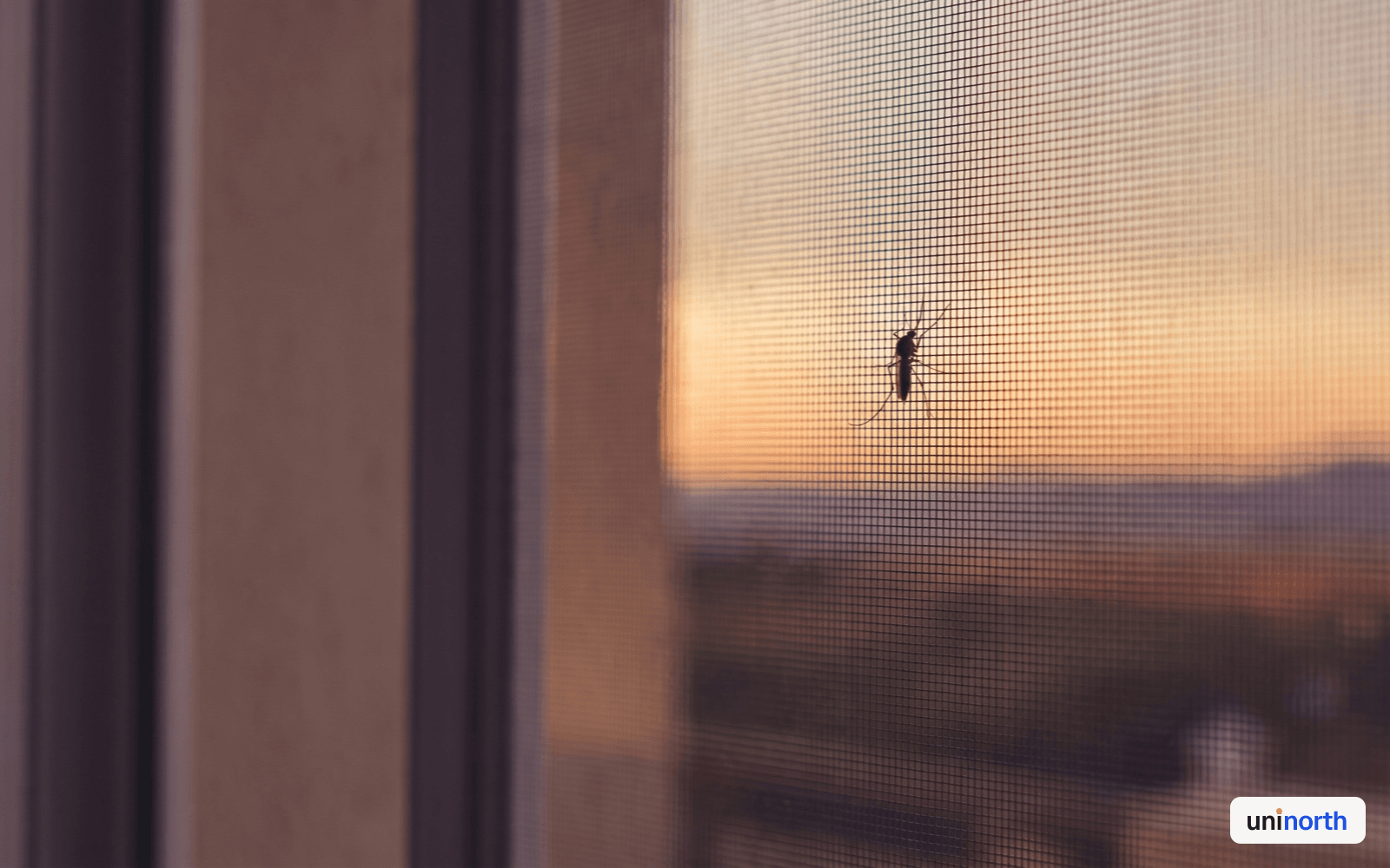 A mosquito on a window screen at dusk, North Cyprus